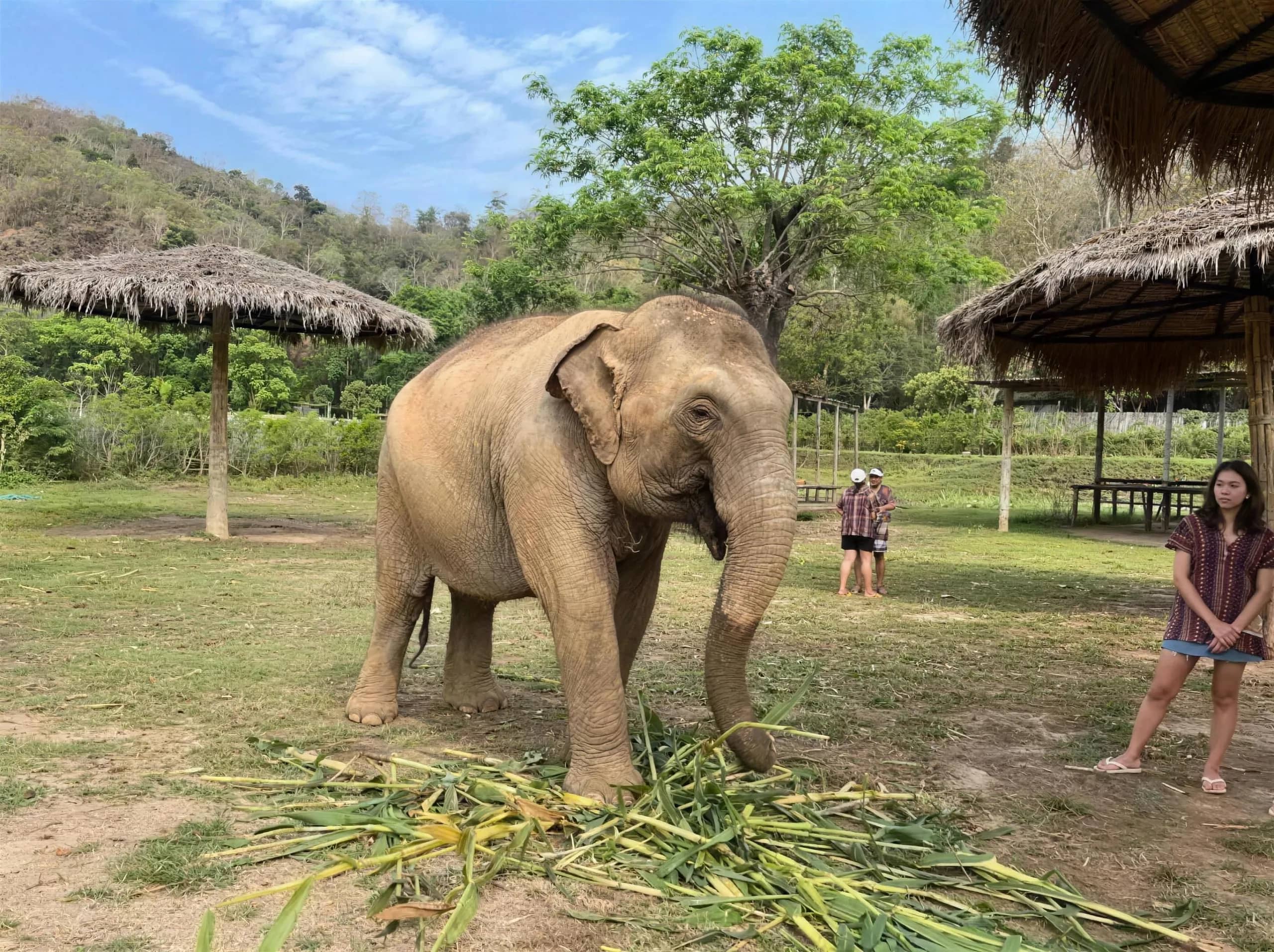 An elephant eats a pile of fresh grass as visitors watch from the shade of thatched huts