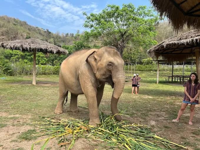 Trekking Doi Inthanon National Park With Elephant Sanctuary - photo 3