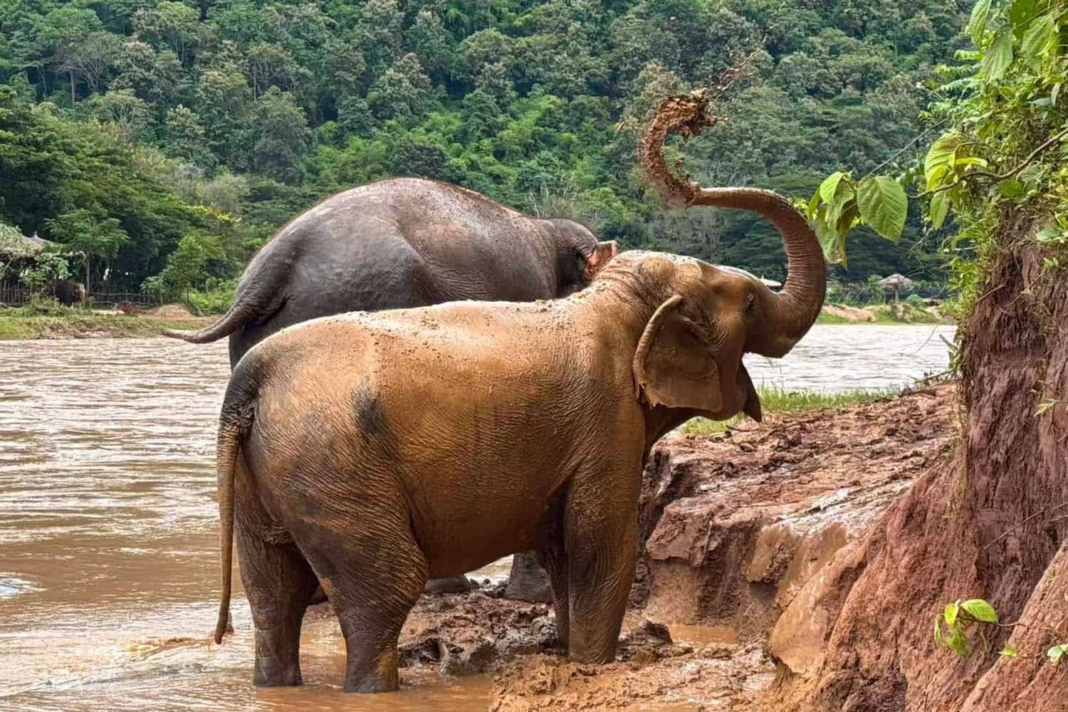 Walking with Elephants (Elephant Nature Park)