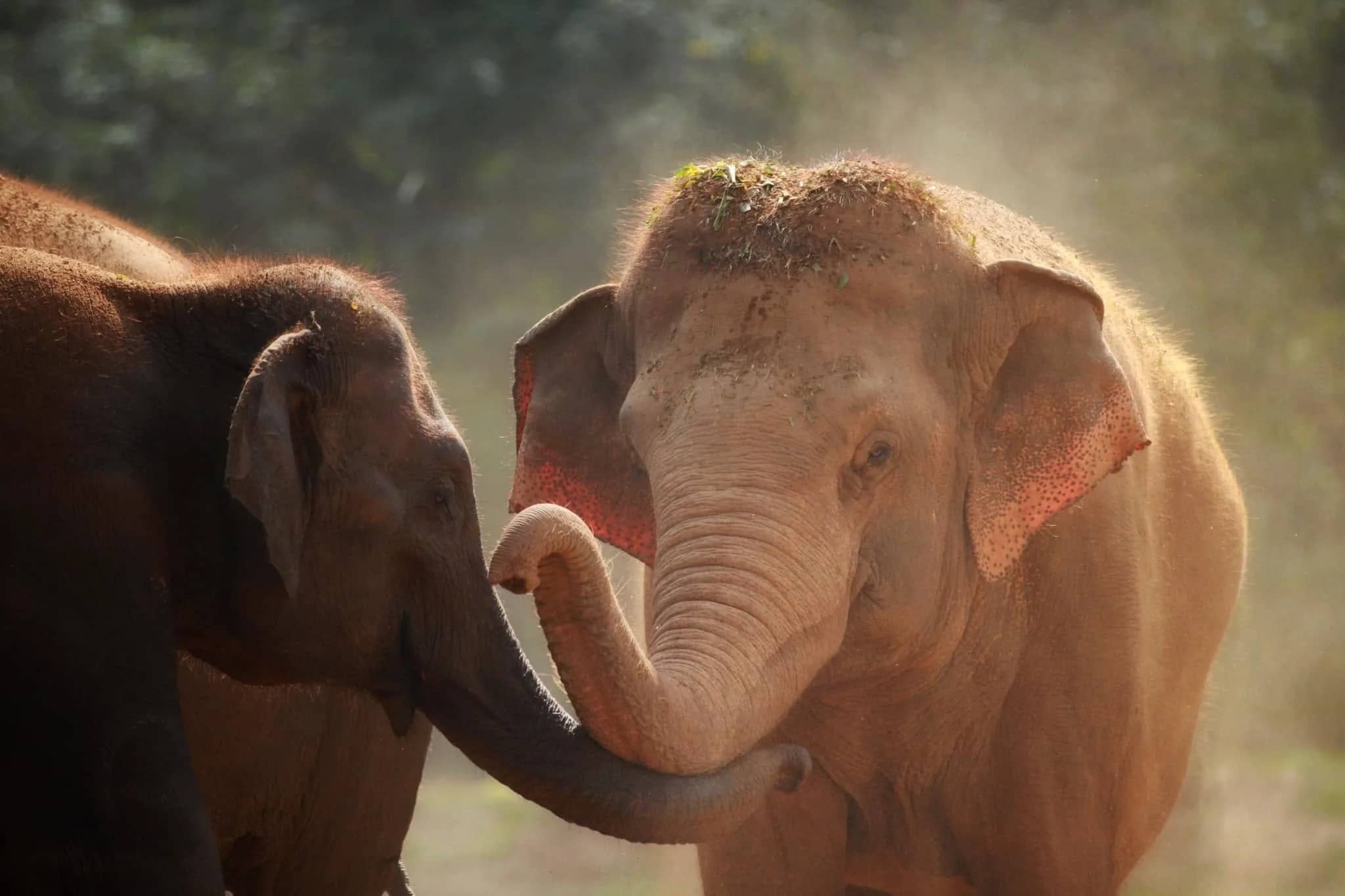 Walking with Elephants (Elephant Nature Park) - photo 2