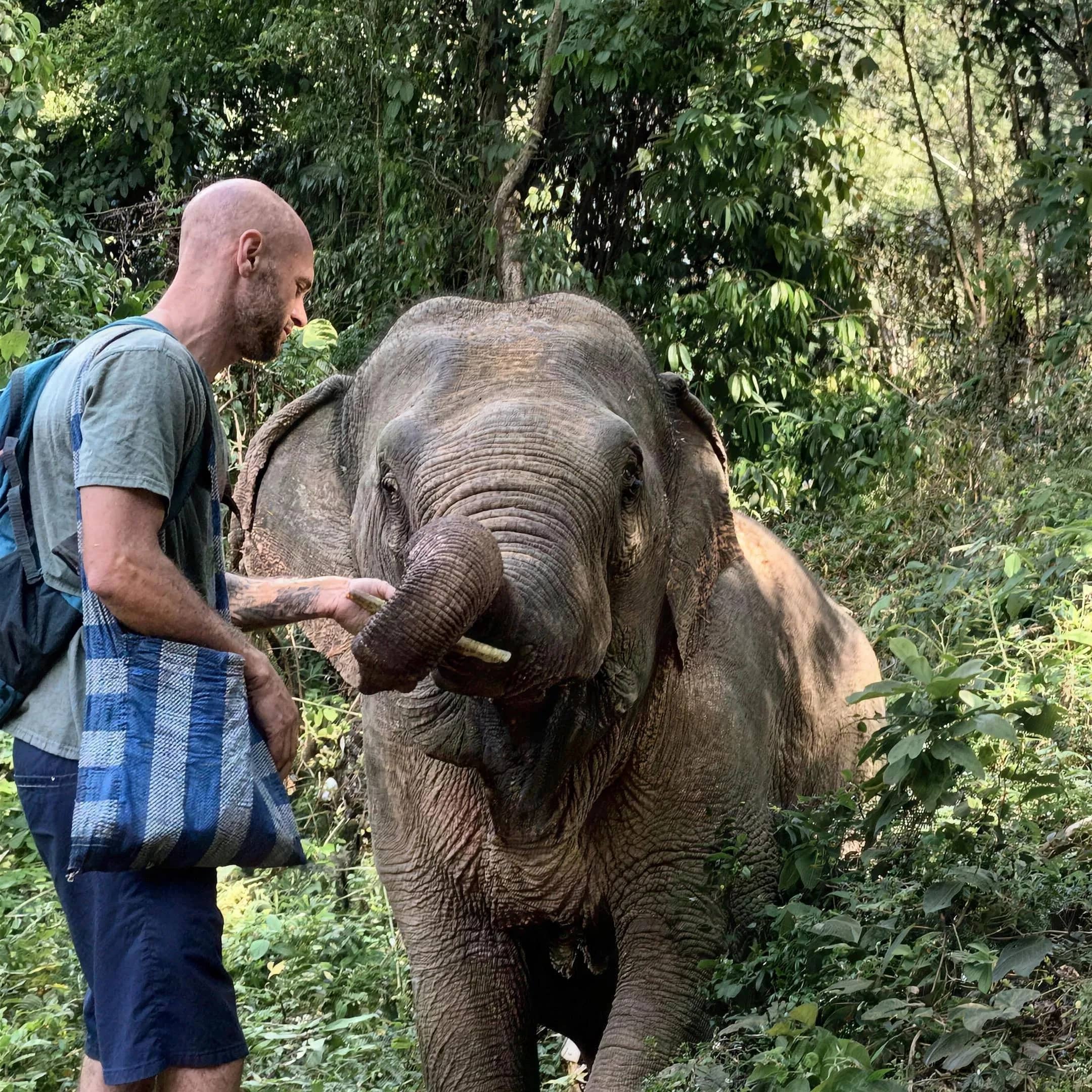 A hiker with a backpack hands food to an elephant on a forest trail